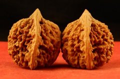 <b>将七八月份麻核桃的管理方法介绍如下大只500注</b>