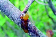 <b>樱桃衰老期树势明显衰弱大只500注册</b>