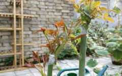 <b>砧木苗金牌大只的培育</b>