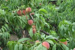 <b>桃树春季管理主要指桃树萌芽前大只500注册</b>