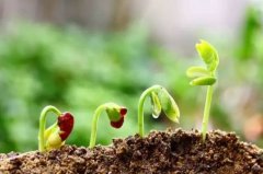 <b>施肥有利于萌芽开花大只500注册</b>