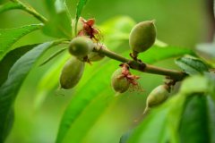 <b>大只500在桃树生长的关键环节中</b>
