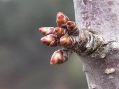 <b>盆桃的休眠果枝花芽是在秋季形成大只500注册</b>