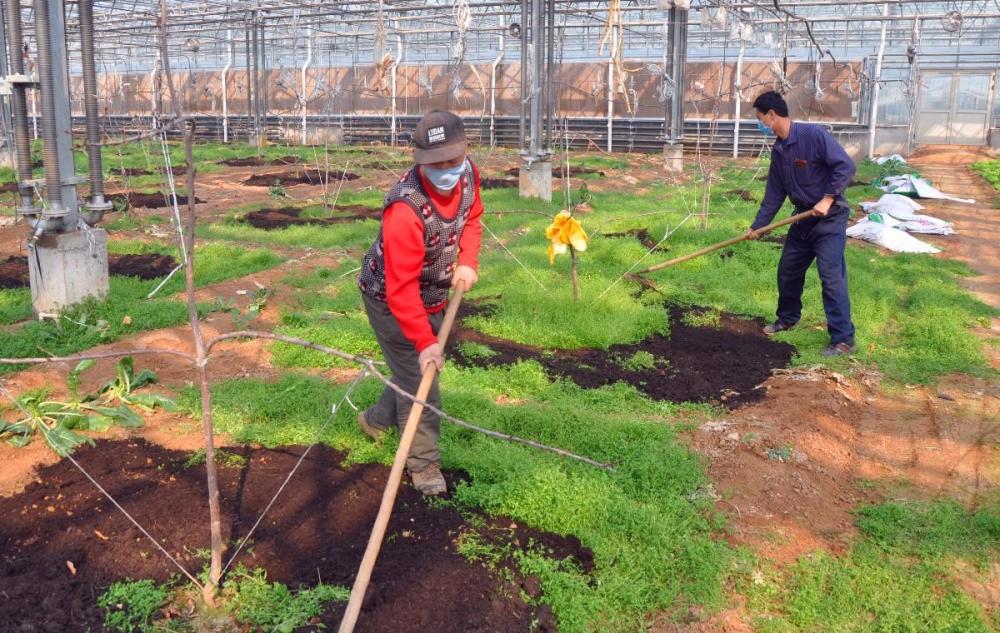 怎么给桃树金牌大只苗土壤追肥