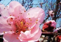 <b>大只500属蔷薇科李亚科扁桃属</b>