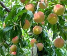 <b>怎么给桃树除草好大只500注册？</b>