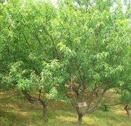<b>大只500你知道怎么修剪突围桃苗好吗？</b>