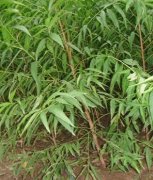 <b>怎么栽种桃树苗好大只500注册</b>