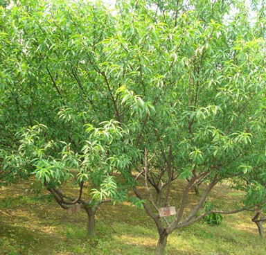 夏天怎么防治金牌大只桃树苗病虫害好