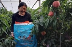 <b>桃树的肥料的使用大只500注册</b>