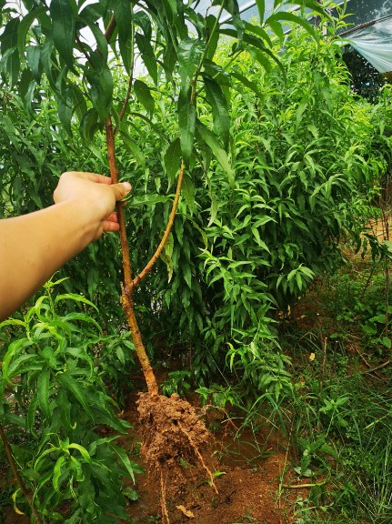 夏天怎么管理桃树苗更好大只500注册?