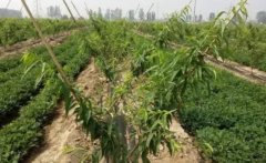 <b>突围桃苗的除草技术大只500注册</b>