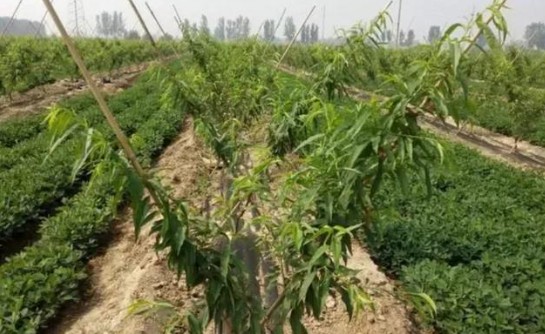 突围桃苗的除草技术大只500注册