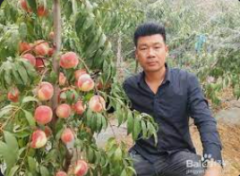 <b>大只500平台映霜红桃苗的优点在哪</b>