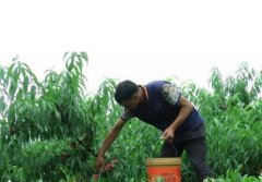 <b>夏季突围桃苗金牌大只的施肥应当是怎样的</b>