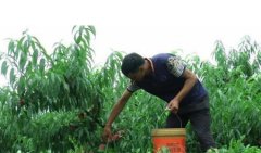 <b>大只500突围桃苗追肥很重要，看这里</b>