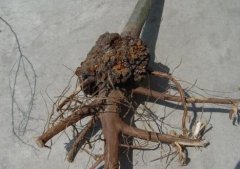<b>预防突围桃苗根癌，更好的管理大只500注册</b>