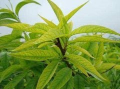 <b>桃树苗缺少营养元素有哪些表现大只500注册?</b>