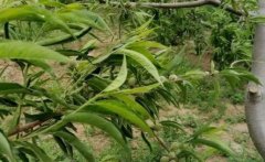 <b>怎么给桃树苗疏果/定果好?看这里大只500注册</b>
