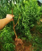 <b>大只500秋季该怎么管理桃树苗好呢?</b>
