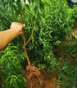 <b>提高桃树苗金牌大只的成活率,更好的栽种</b>