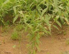 <b>桃树苗常用农药怎么使用好大只500注册?</b>
