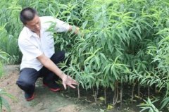 <b>关于桃树苗的种植方法大只500注册大家知道多少</b>
