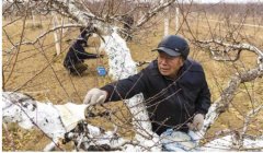 <b>秋冬季怎么给桃树苗防冻霜好大只500注册?</b>