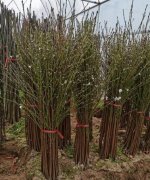 <b>大只500定植桃树苗的方法有哪些?</b>
