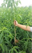 <b>桃树苗不能重金牌大只茬,你知道吗?</b>