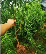 <strong>怎么繁殖培育桃树苗好大只500注册?</strong>
