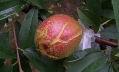 <b>怎么防止桃子裂果大只500注册?</b>