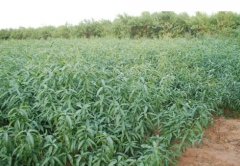 <b>怎么快速培育桃树苗好大只500注册?</b>