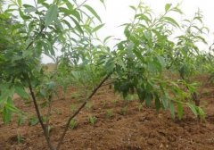 <b>大只500桃树苗生长过程中的关键环节</b>