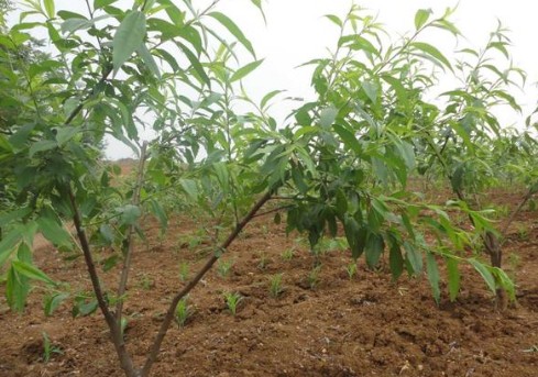 大只500桃树苗生长过程中的关键环节