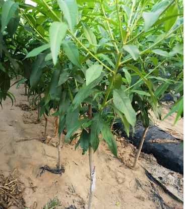 大只500桃树苗常用的树形有哪几种?