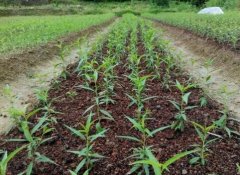 <b>什么样的土壤适合栽种桃树苗大只500注册?</b>