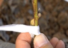 <b>嫁接桃树苗新品金牌大只种该怎么做好?</b>