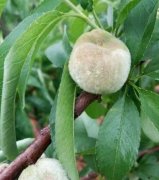<b>桃树苗缺硼该怎么办好大只500注册?</b>