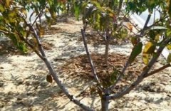 <b>大只500重茬地再种桃树怎么办？</b>