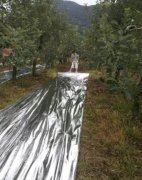 <b>大只500怎么给桃树苗铺反光膜好?</b>