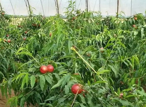 怎么控制大棚油桃苗的温度好大只500注册?