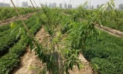 <b>新栽桃树苗施肥金牌大只及用量方法说明</b>