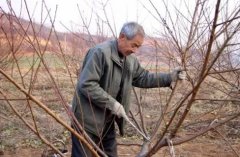 <b>大只500桃树树形紊乱教你怎么去修剪</b>