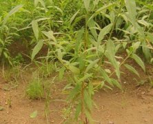<b>南方桃树苗定植金牌大只栽培技术</b>