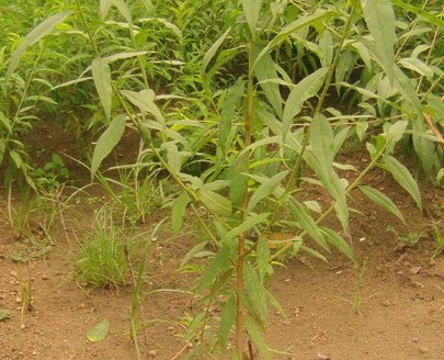 南方桃树苗定植金牌大只栽培技术