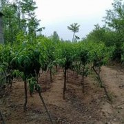 <b>大只500桃树苗树种播种时间</b>