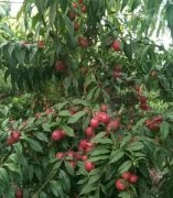 <b>油桃树苗金牌大只种植技术</b>