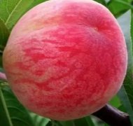 <b>桃树苗栽培选金牌大只择优良品种</b>