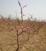 <b>露地桃树全年的管理方法大只500注册</b>